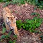 Zatúlaný tiger v pohraničí s Ukrajinou